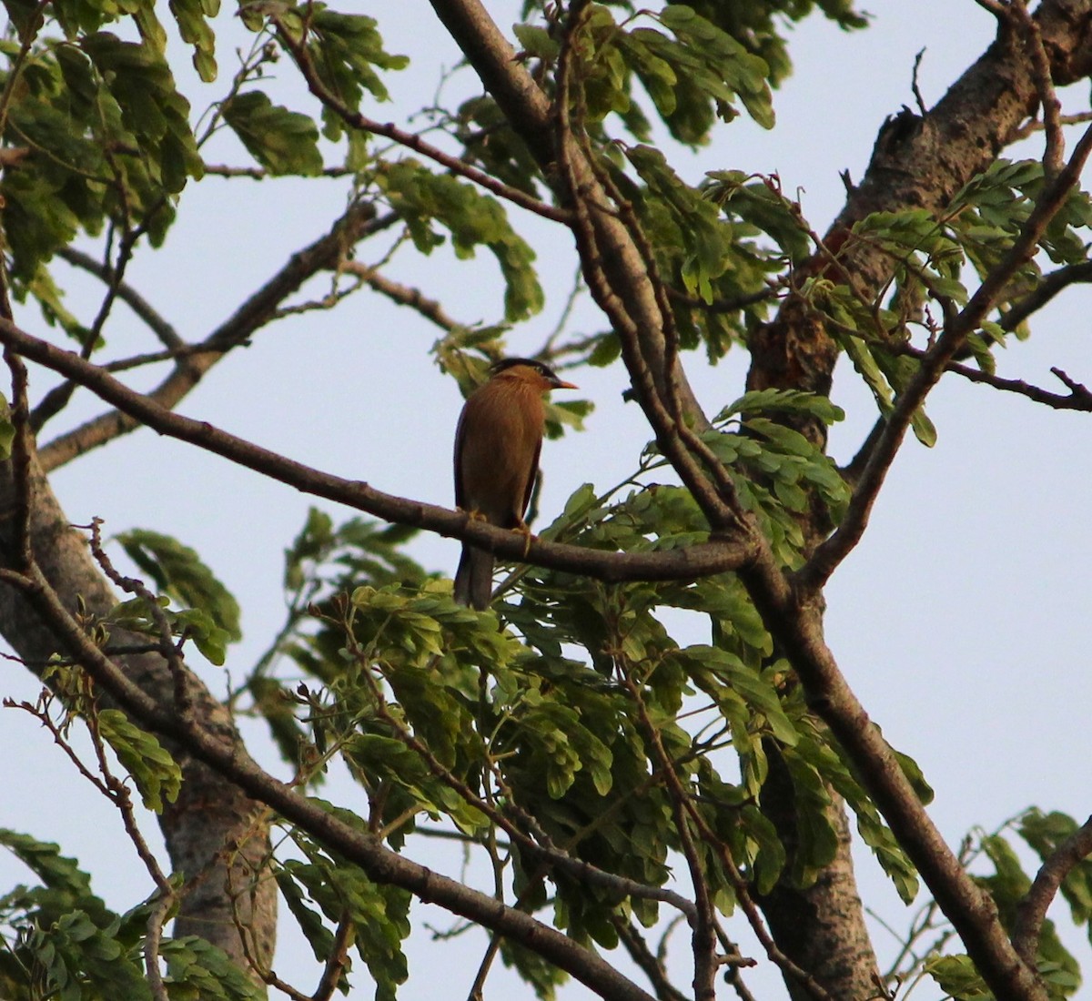 黑冠椋鳥 - ML619812230