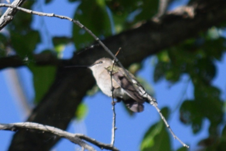 Black-chinned Hummingbird - ML619812234