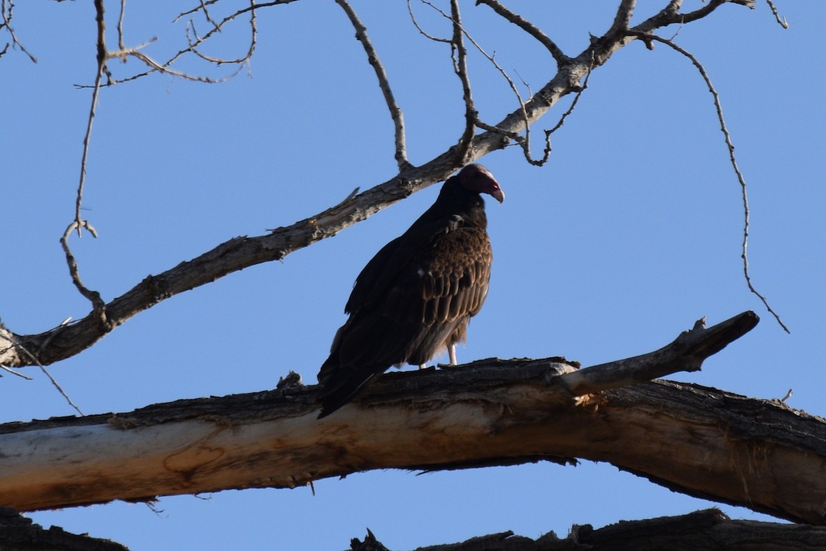 Turkey Vulture - ML619812241