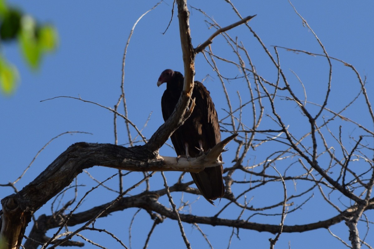 Turkey Vulture - ML619812246