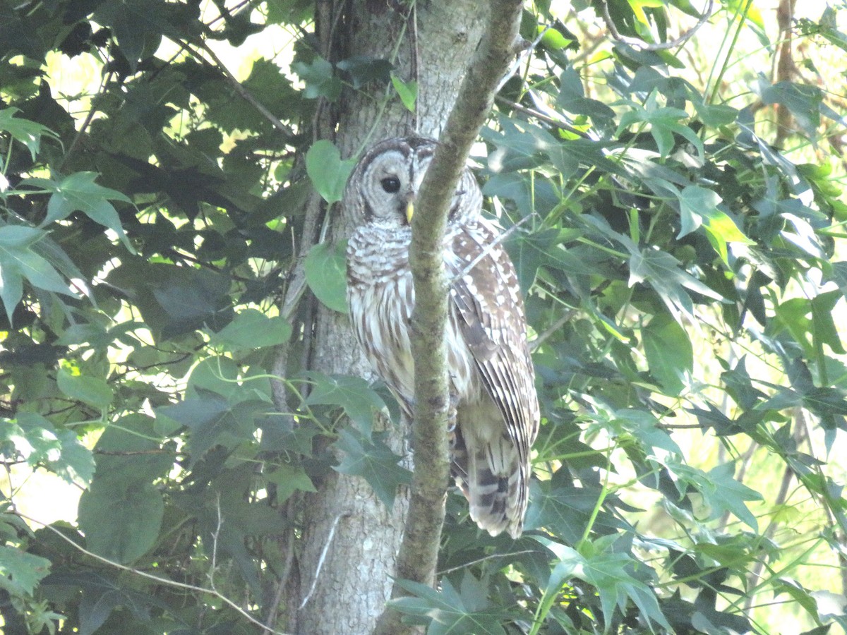 Barred Owl - ML619812256