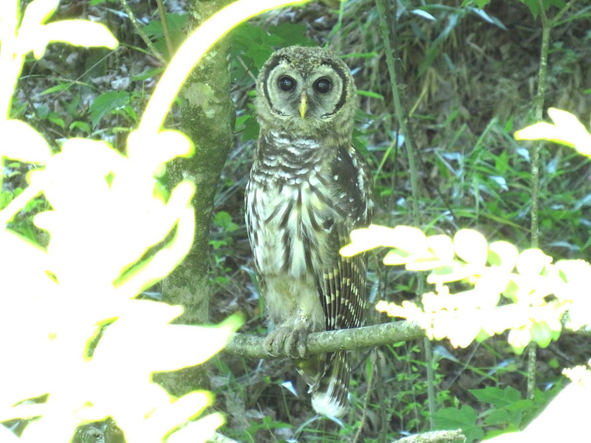 Barred Owl - ML619812257