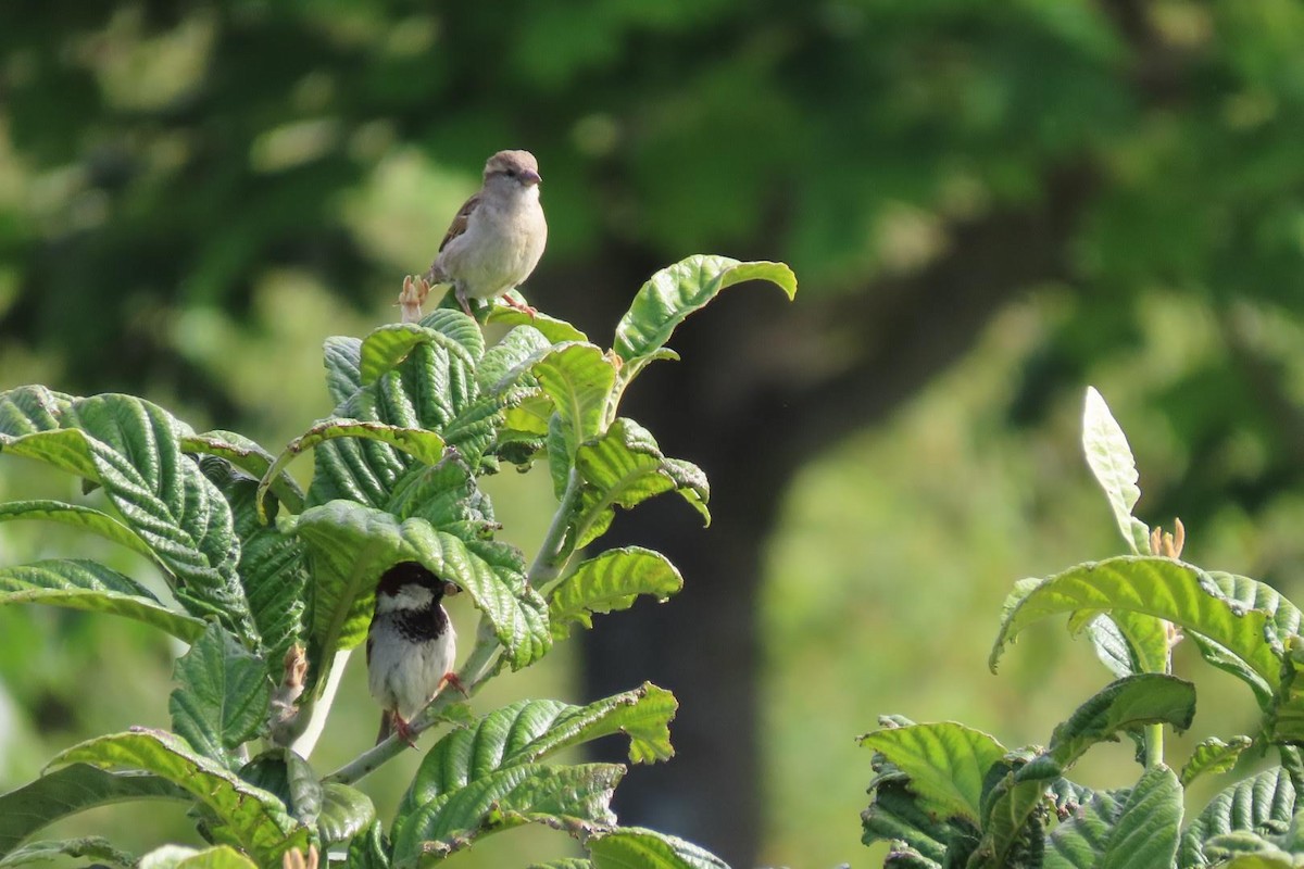 House Sparrow - ML619812260