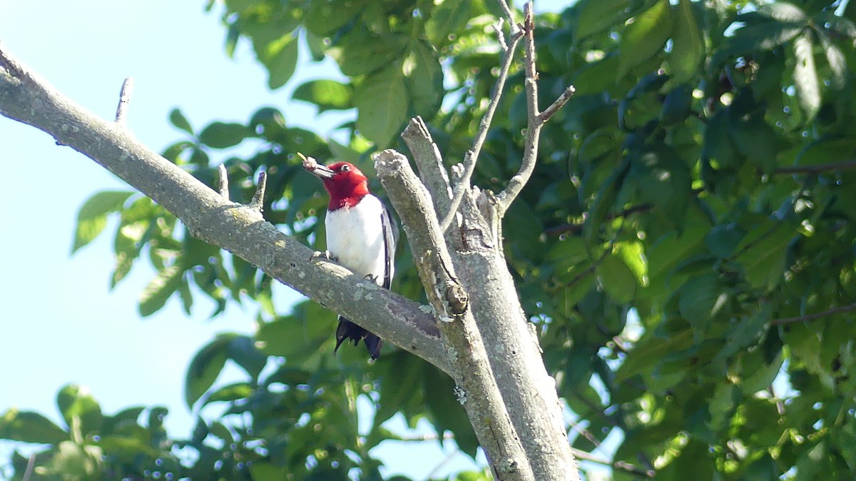 Red-headed Woodpecker - ML619812264