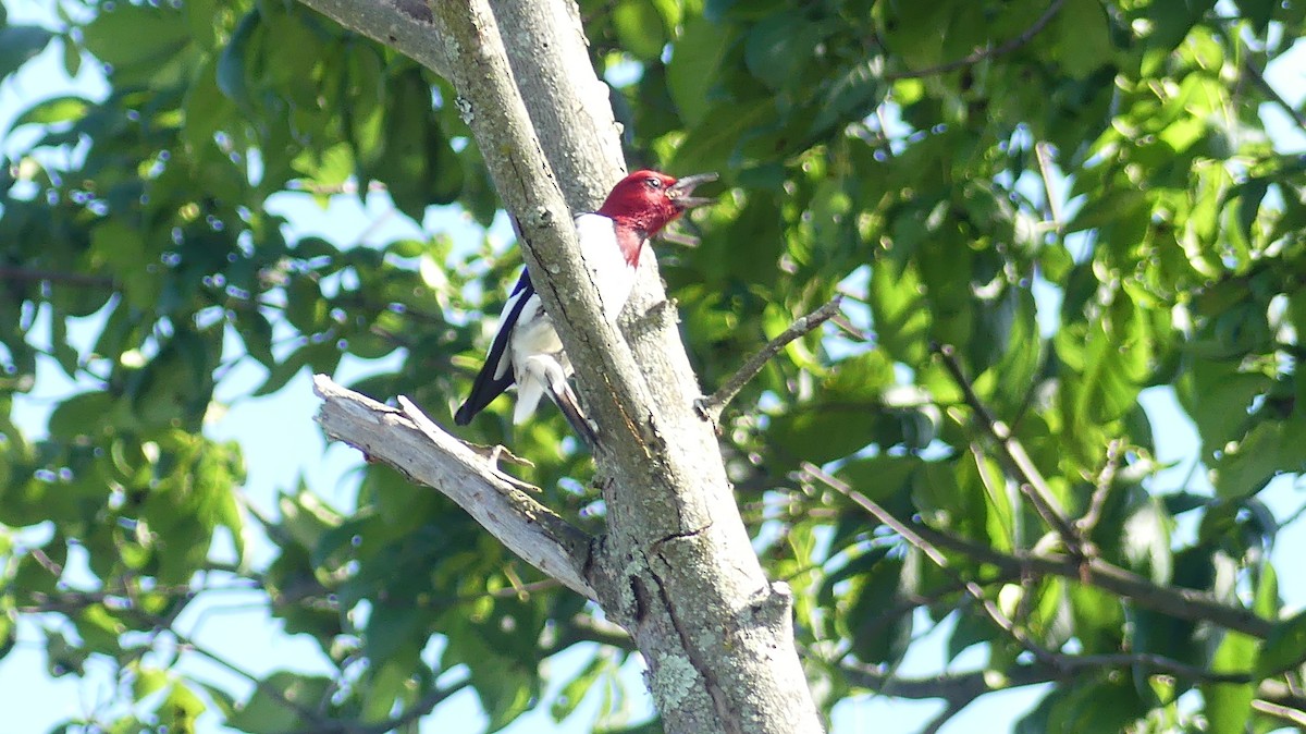 Red-headed Woodpecker - ML619812265