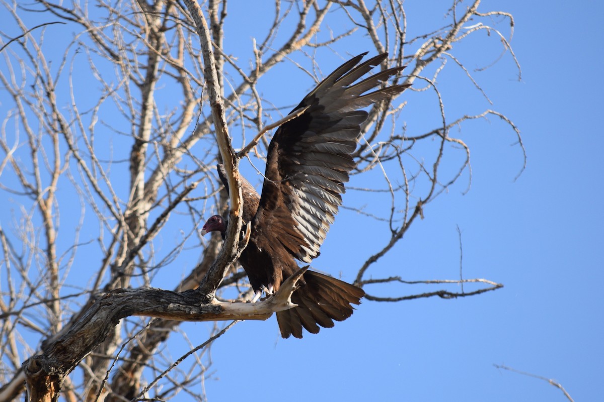 Turkey Vulture - ML619812266