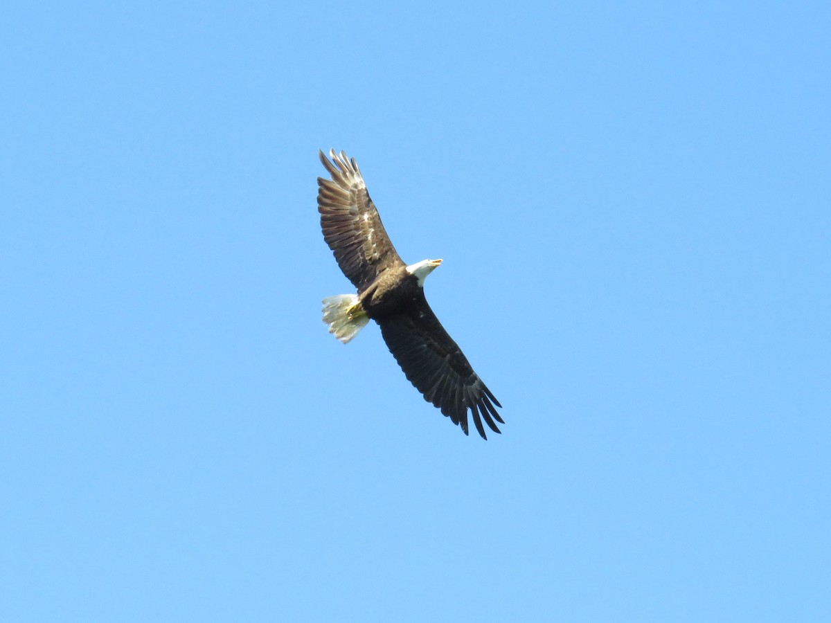 Weißkopf-Seeadler - ML619812278