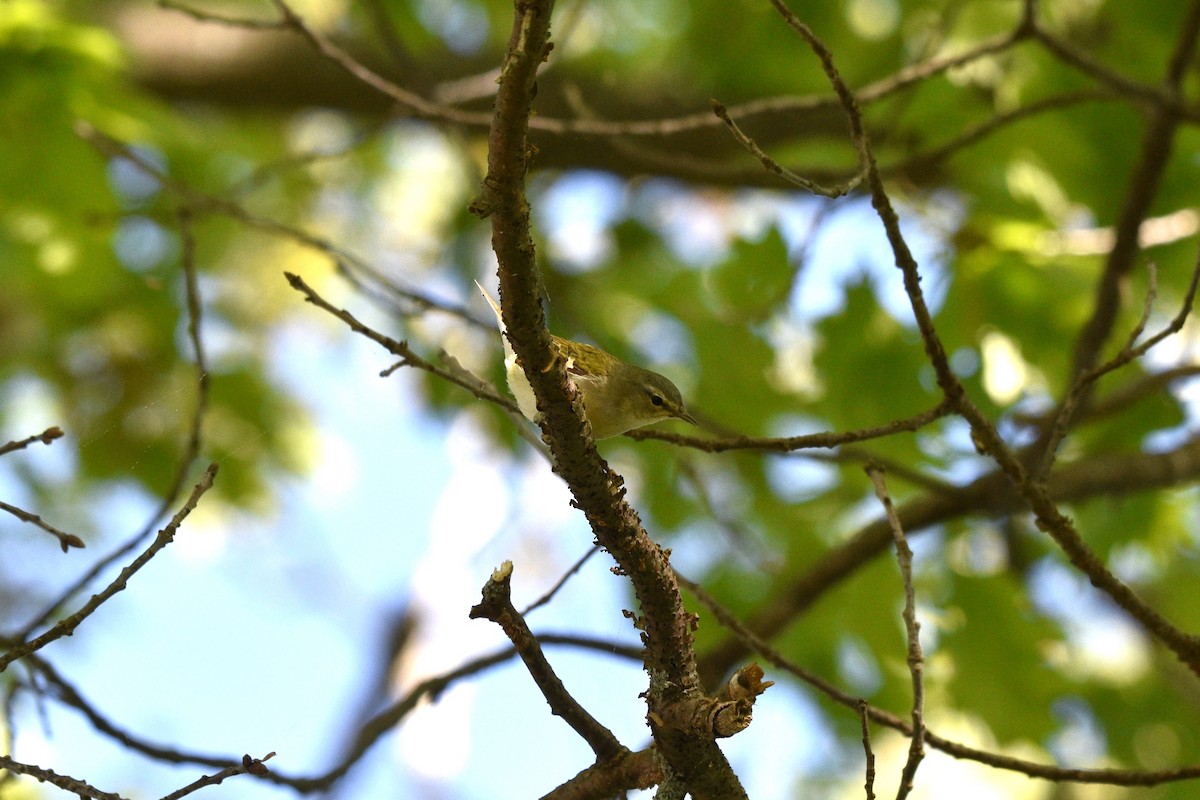 Tennessee Warbler - ML619812281