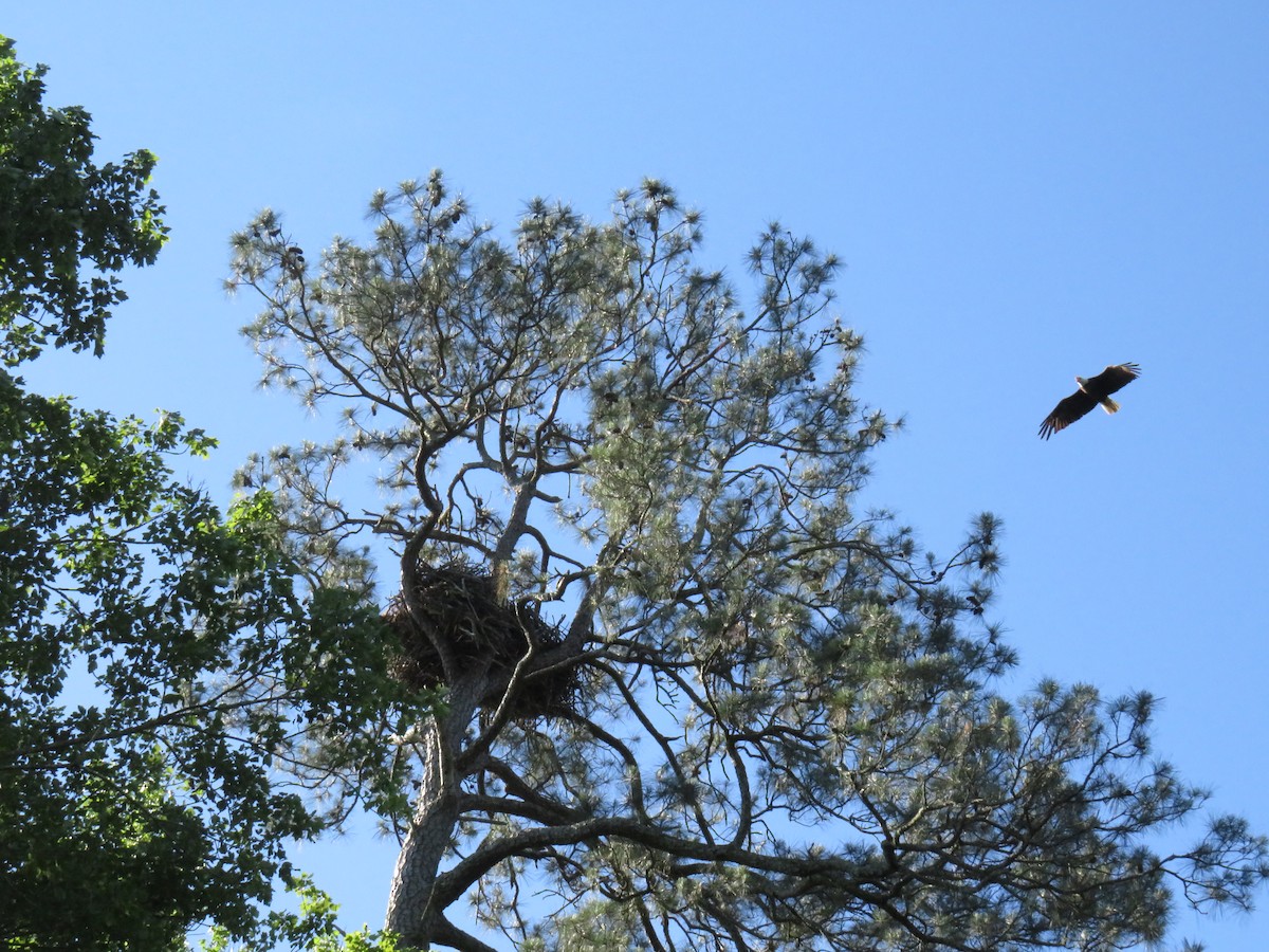 Bald Eagle - ML619812282