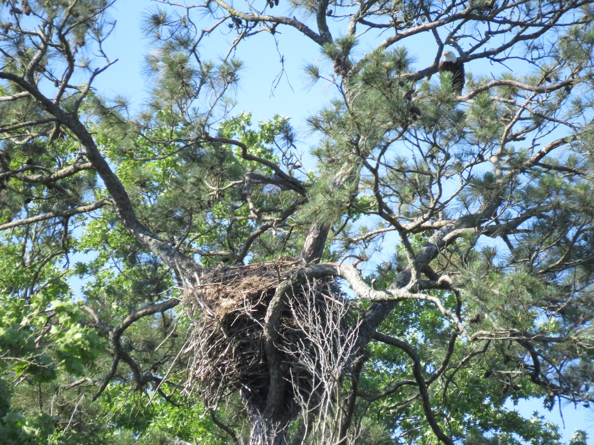 Bald Eagle - ML619812283