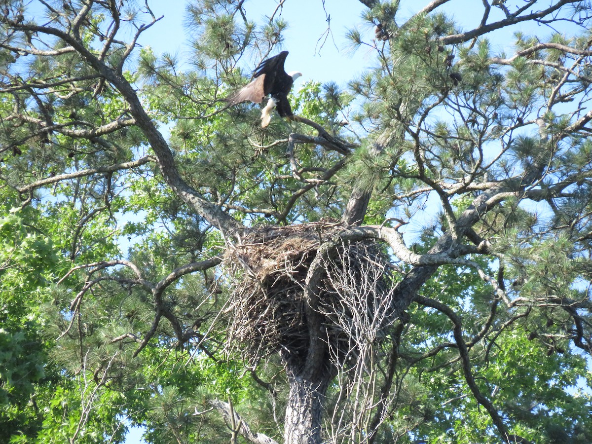 Bald Eagle - ML619812284