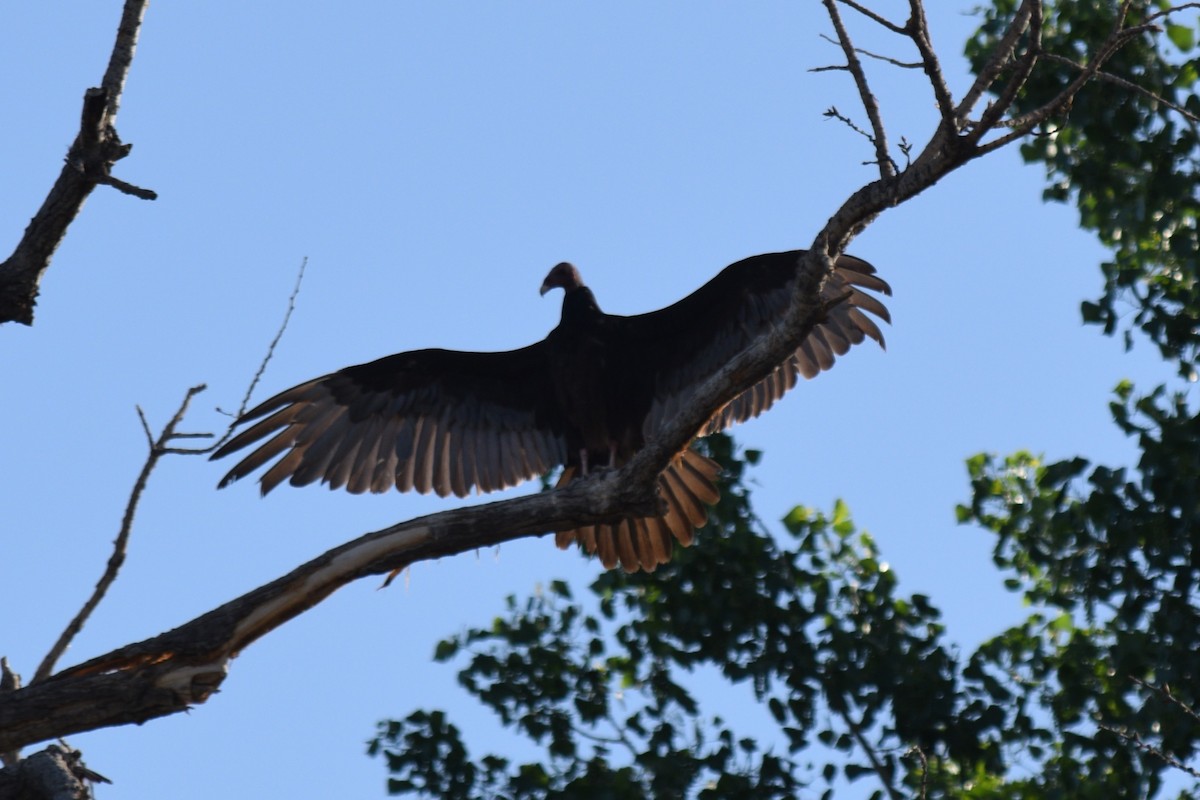 Turkey Vulture - ML619812290