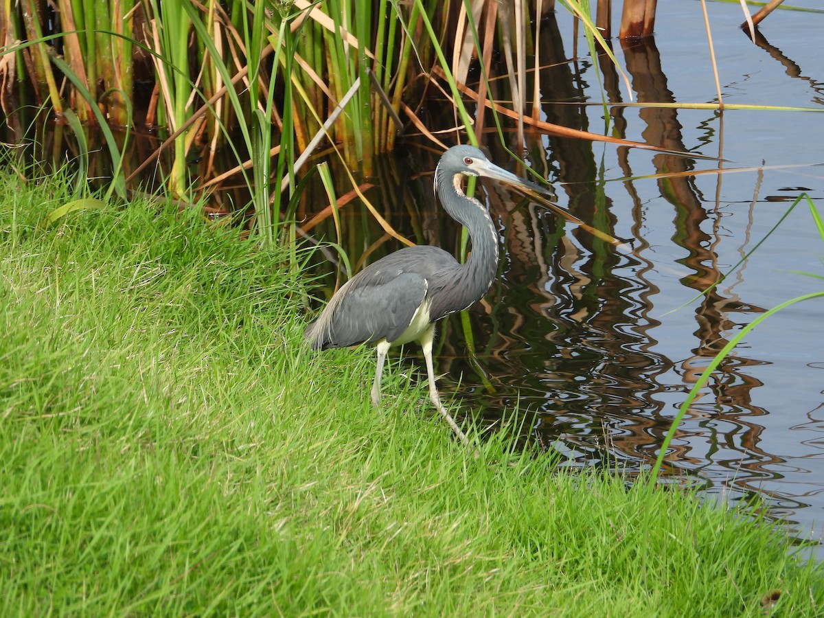 Tricolored Heron - ML619812308