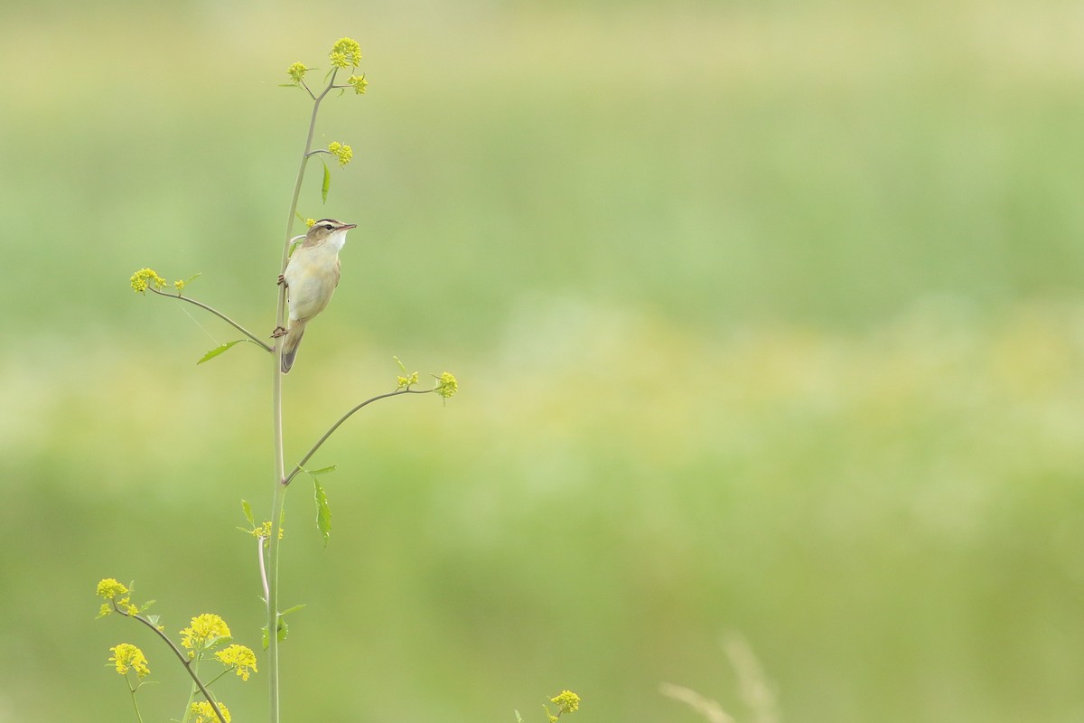 Sedge Warbler - ML619812321