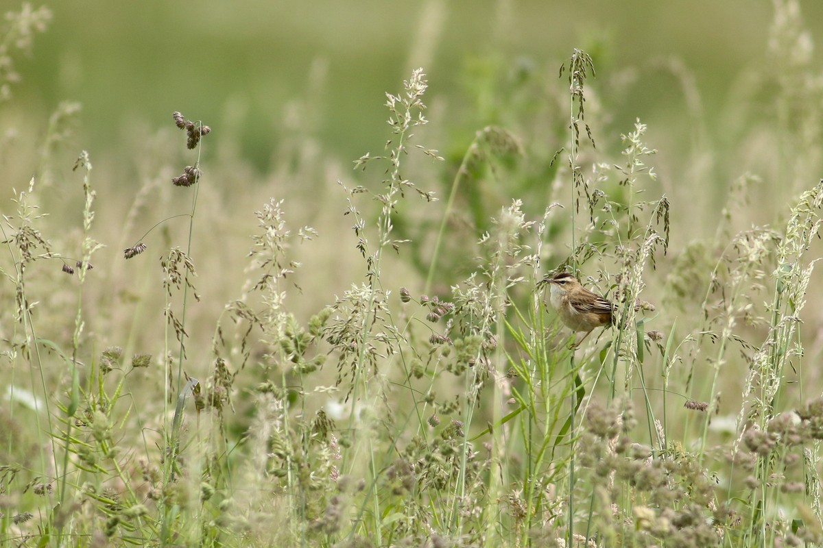 Sedge Warbler - ML619812322