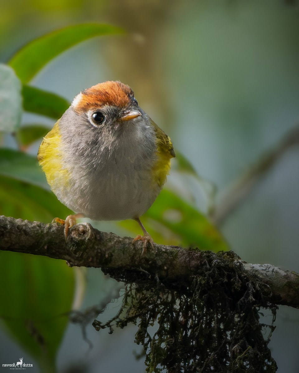 Chestnut-crowned Warbler - ML619812339