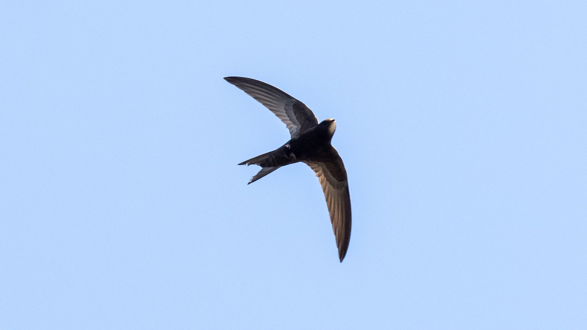 Common Swift - The Urban Birder