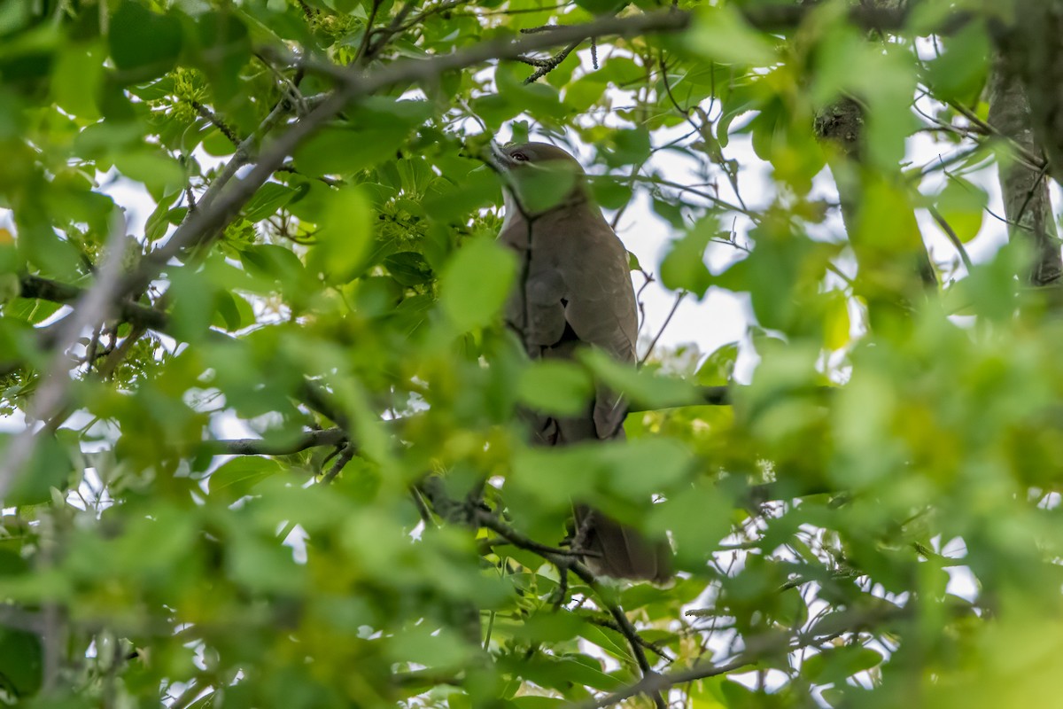 Black-billed Cuckoo - ML619812364