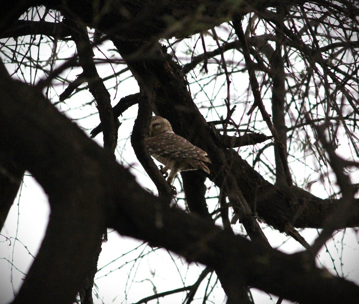 Spotted Owlet - ML619812371