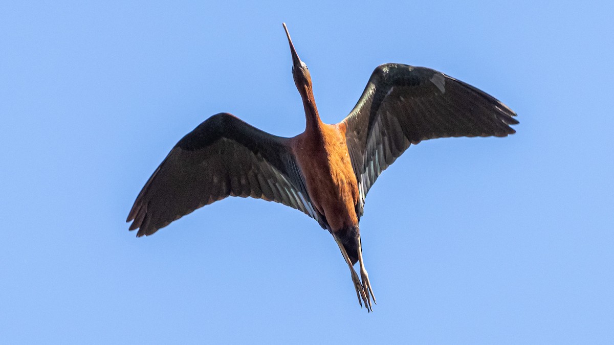 ibis hnědý - ML619812375