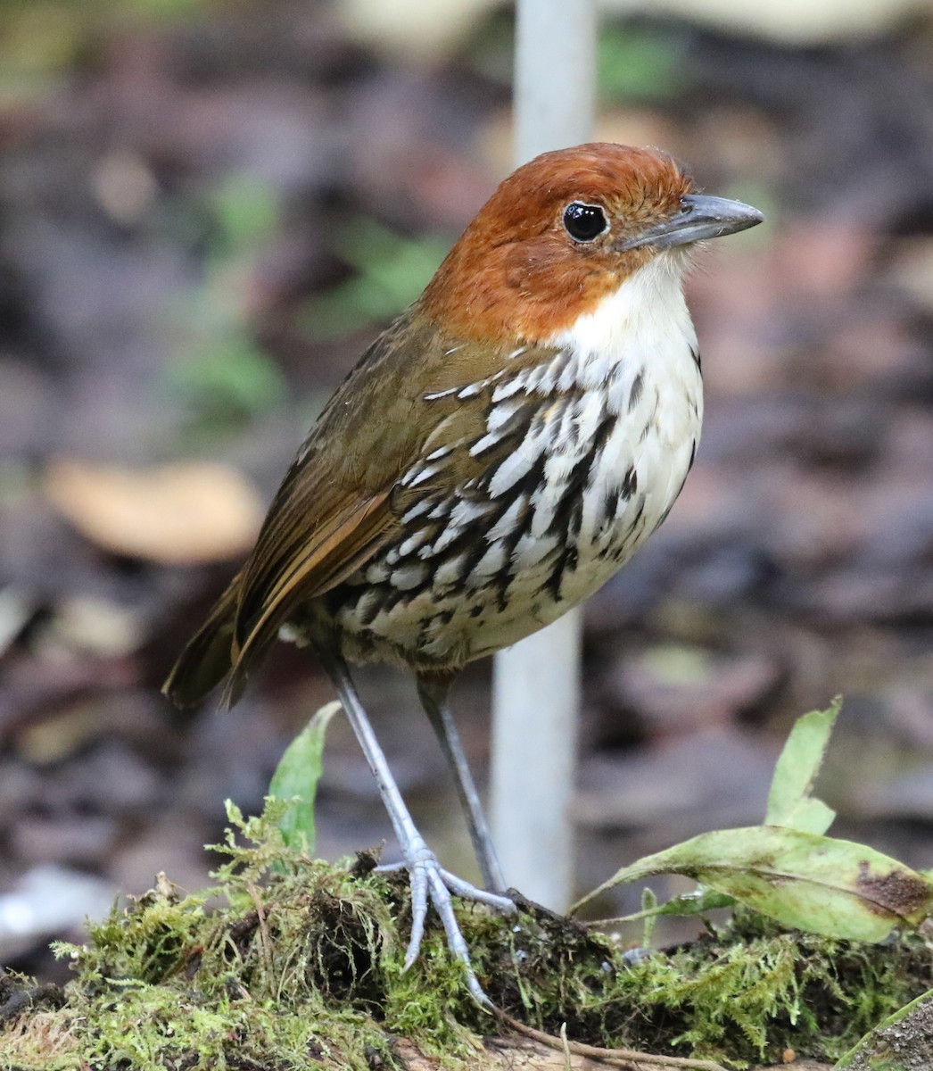 Chestnut-crowned Antpitta - ML619812379