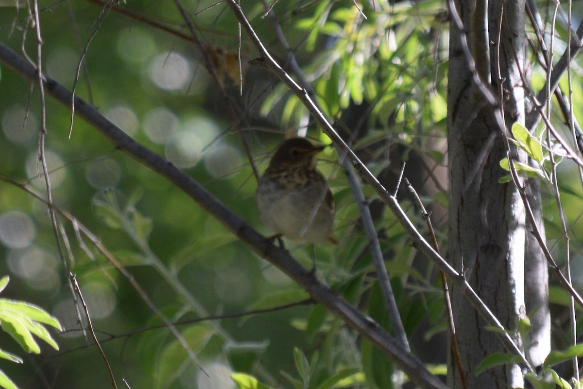 Swainson's Thrush - ML619812382