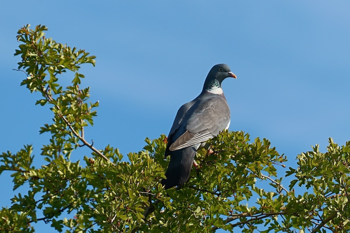 Common Wood-Pigeon - ML619812395