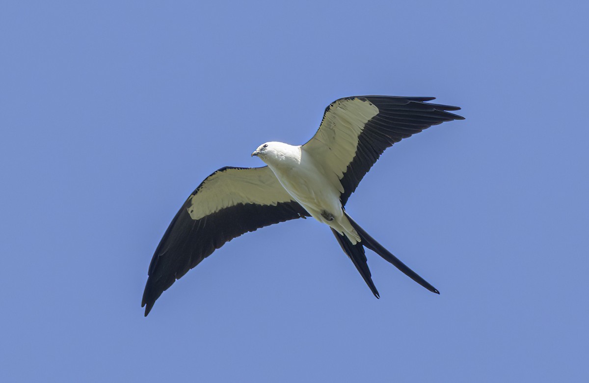 Swallow-tailed Kite - ML619812407