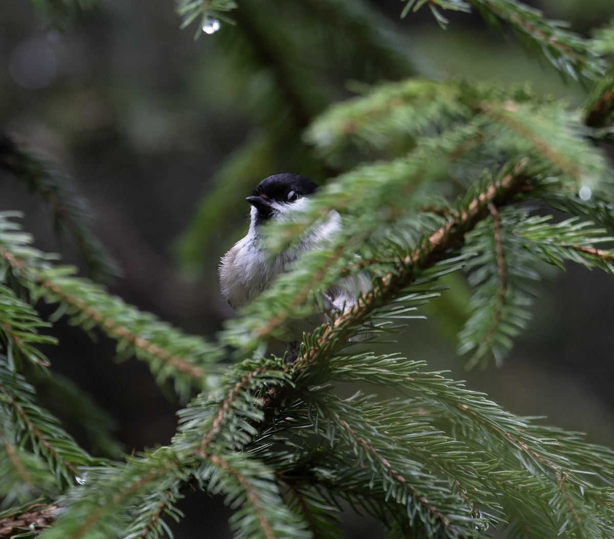 sýkora lužní [skupina montanus] - ML619812412