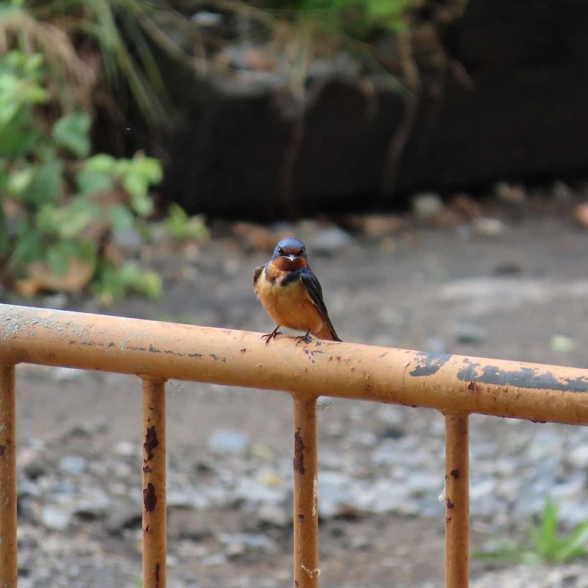 vlaštovka obecná (ssp. erythrogaster) - ML619812425