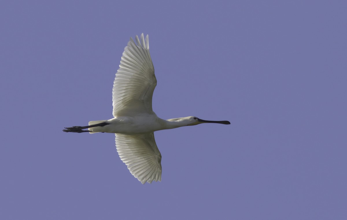 Eurasian Spoonbill - ML619812450