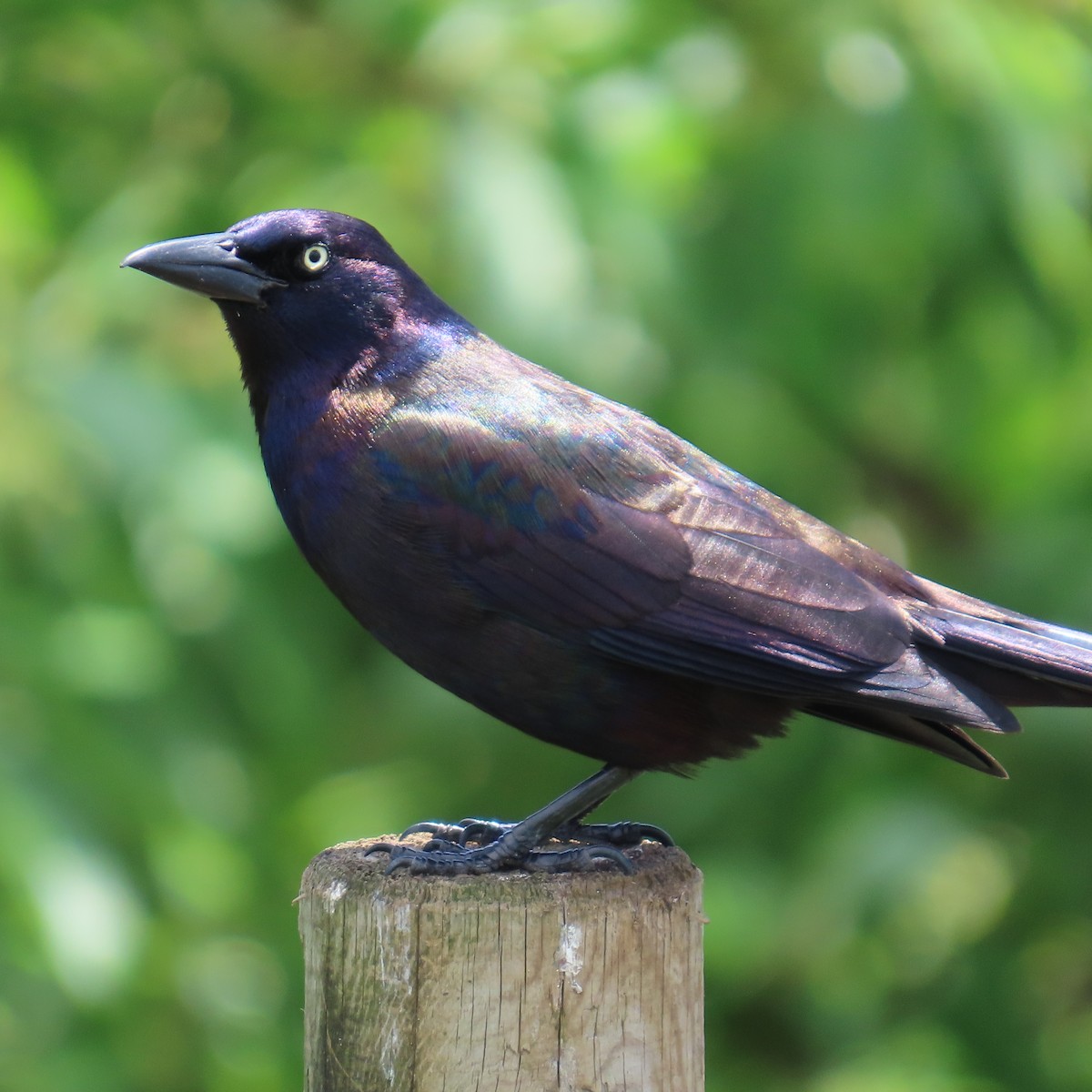 Common Grackle - ML619812465