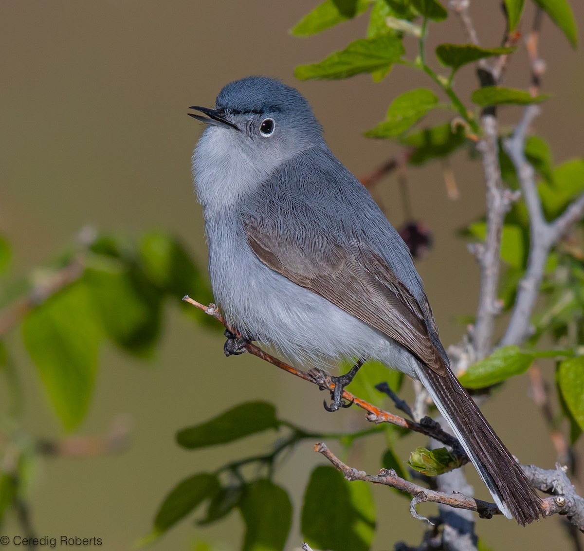 Blue-gray Gnatcatcher - ML619812471