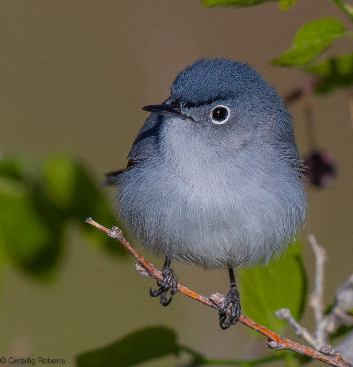 Blue-gray Gnatcatcher - ML619812472