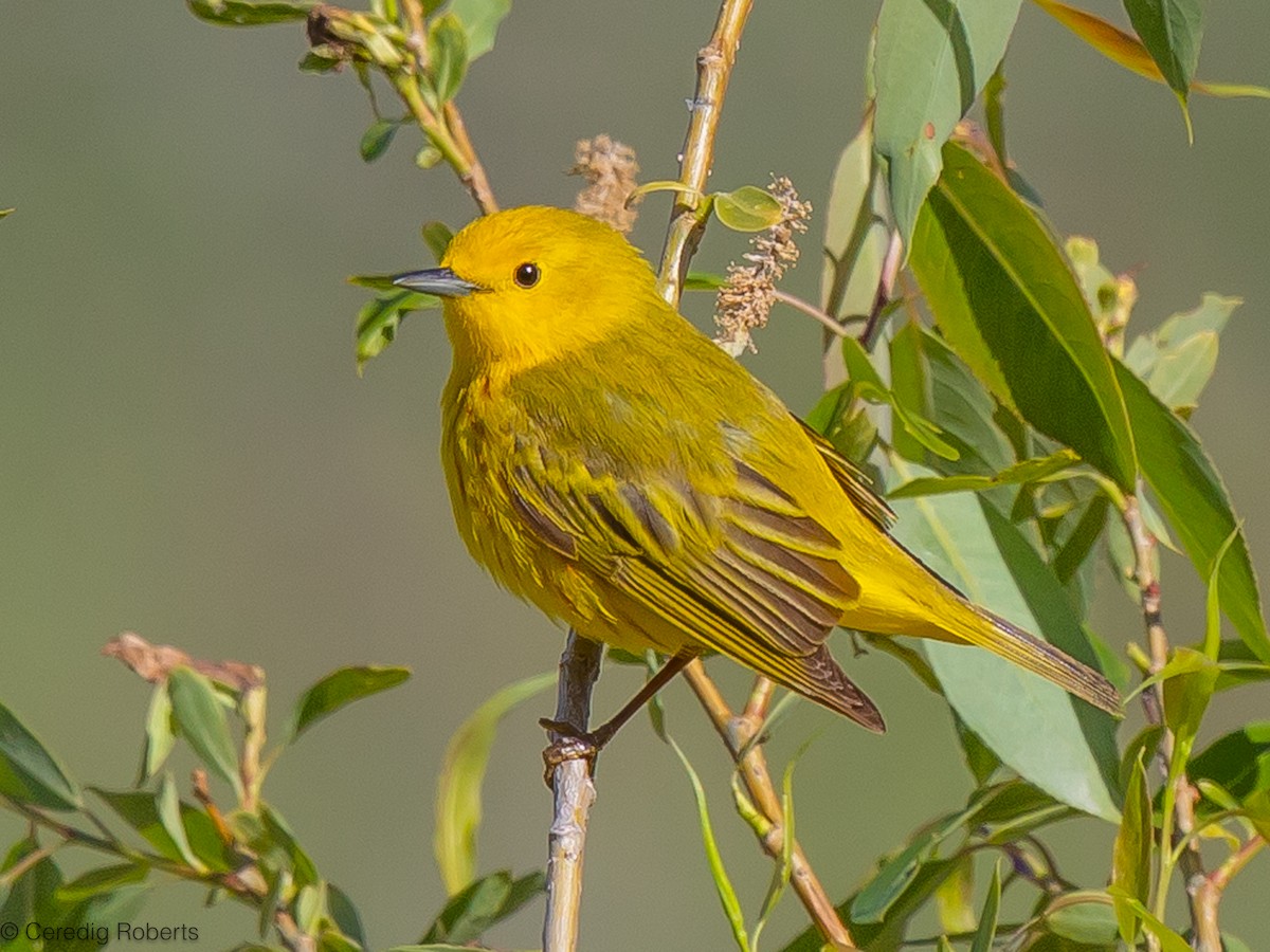 Yellow Warbler - ML619812479