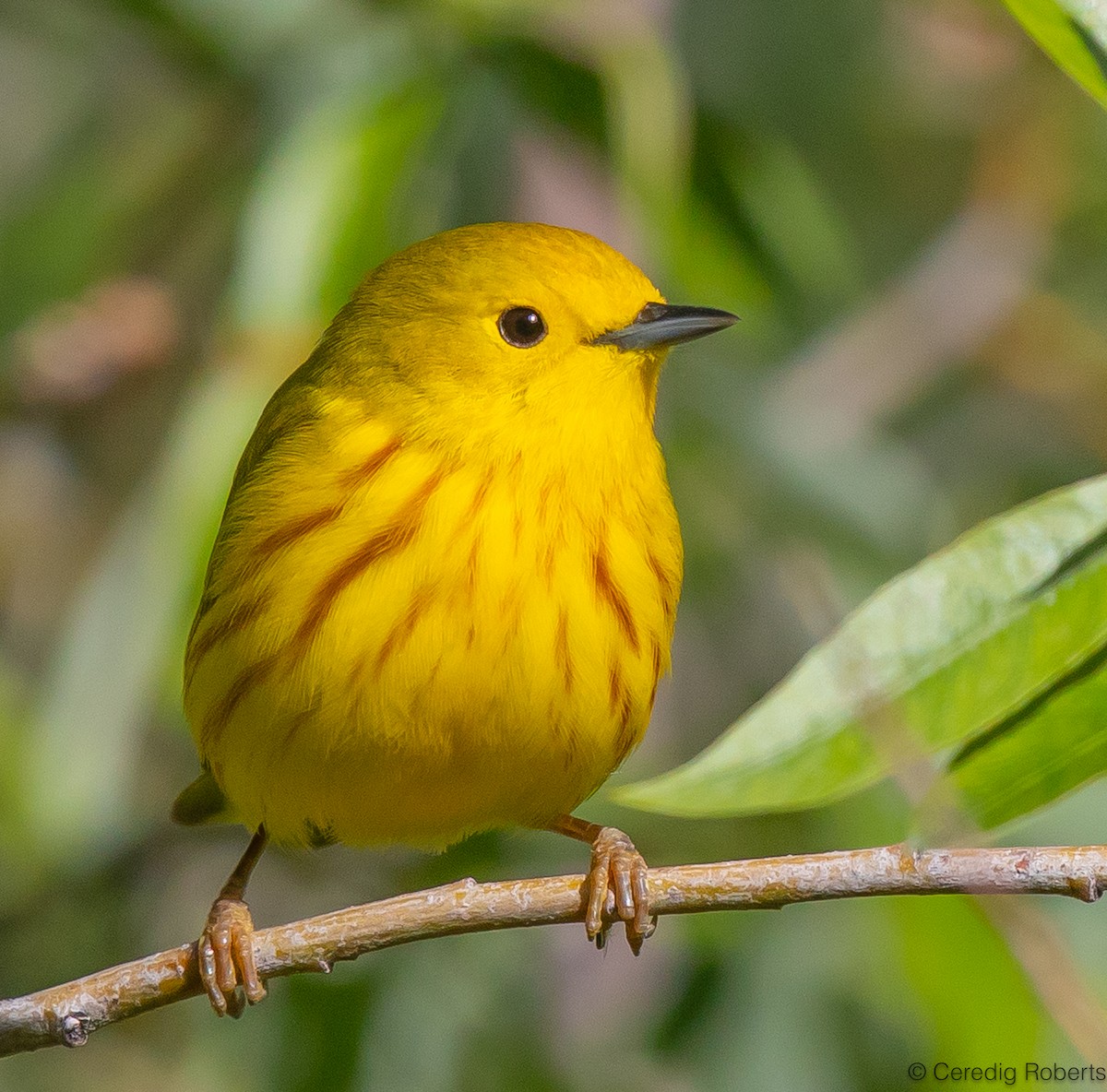 Yellow Warbler - ML619812480