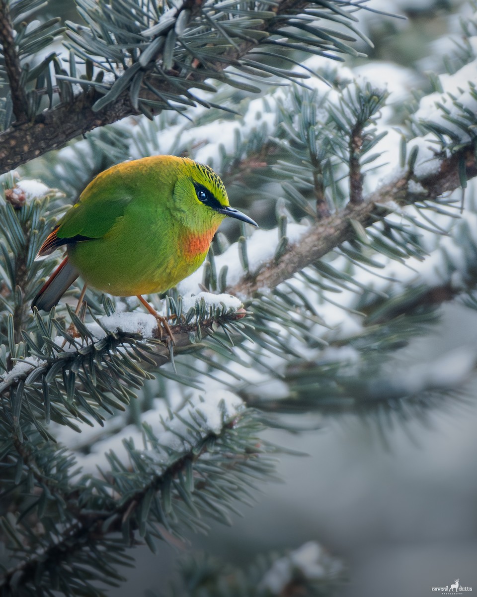 Fire-tailed Myzornis - ML619812494