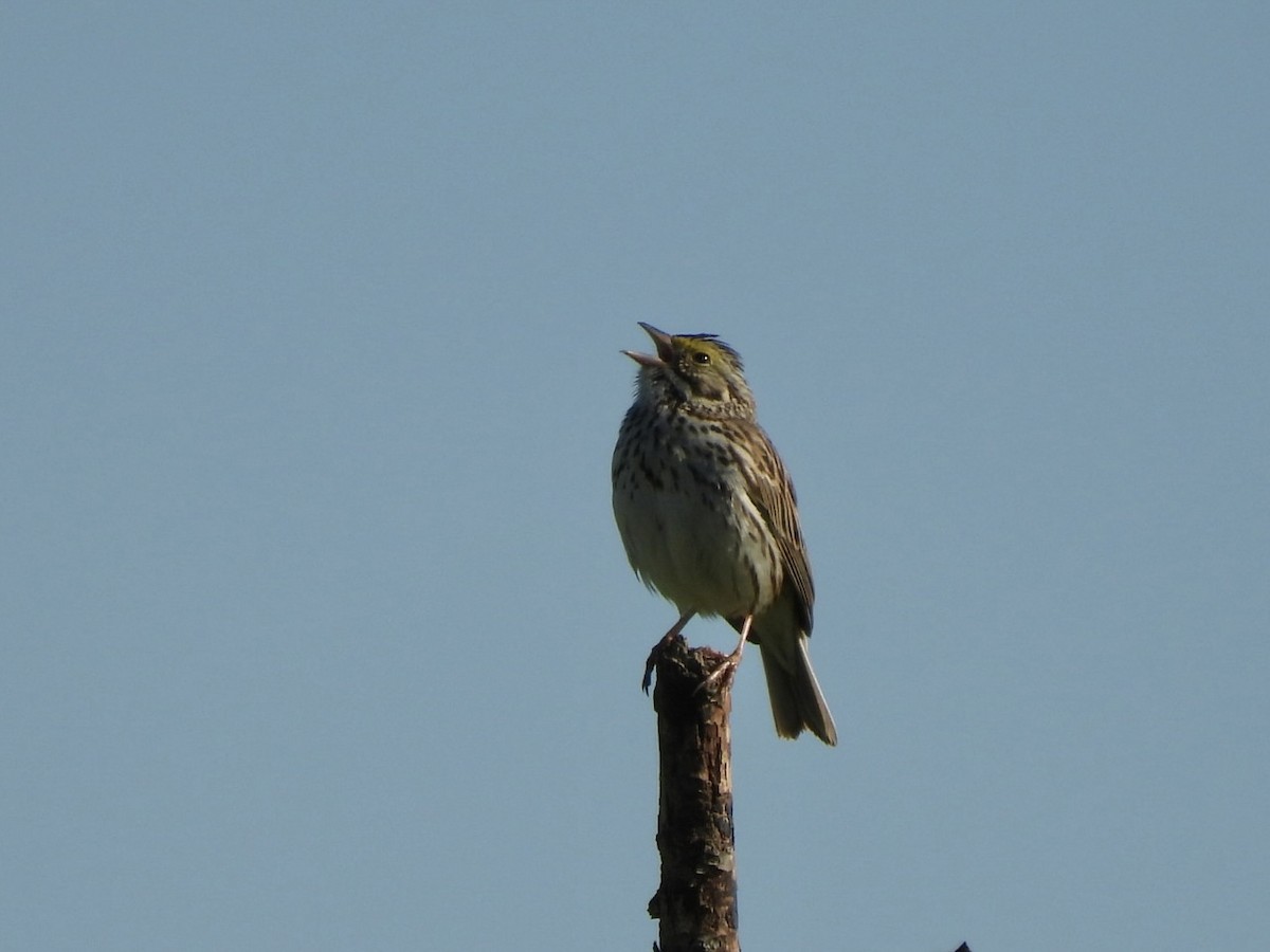 Savannah Sparrow - ML619812495