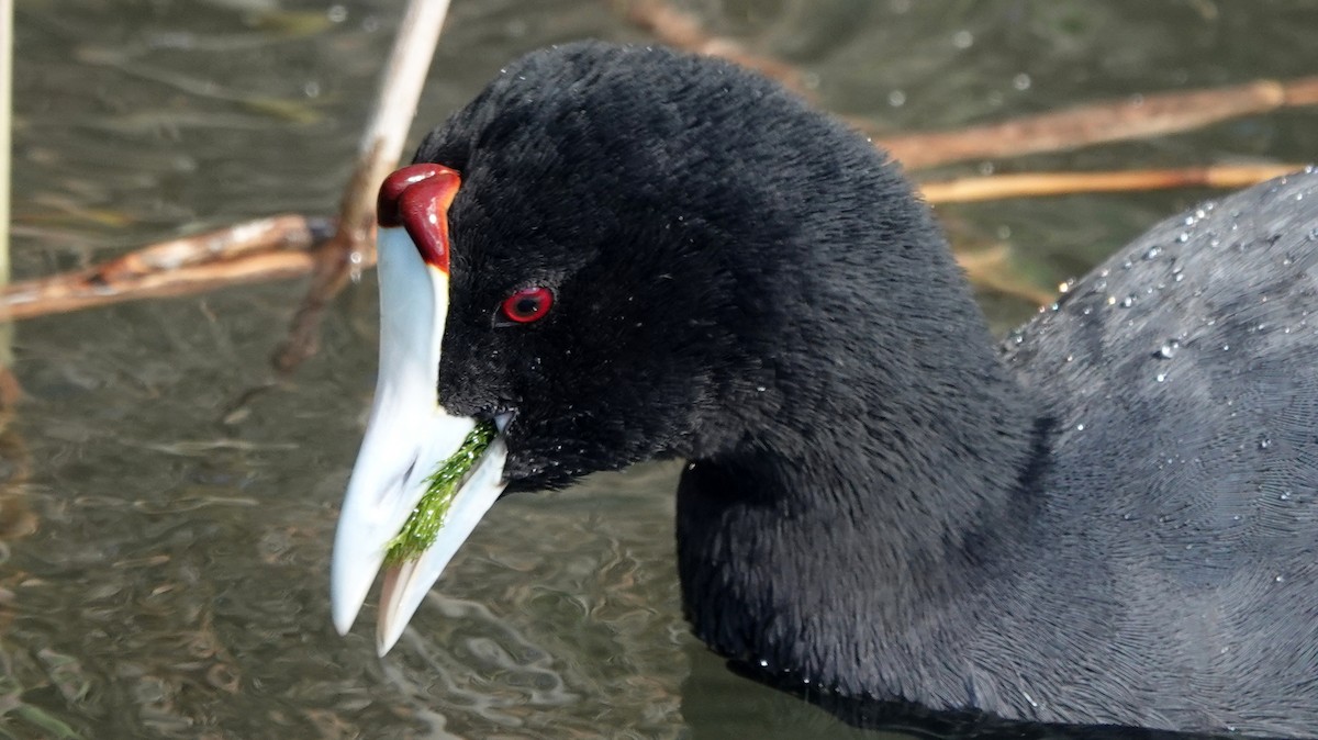 Red-knobbed Coot - ML619812497