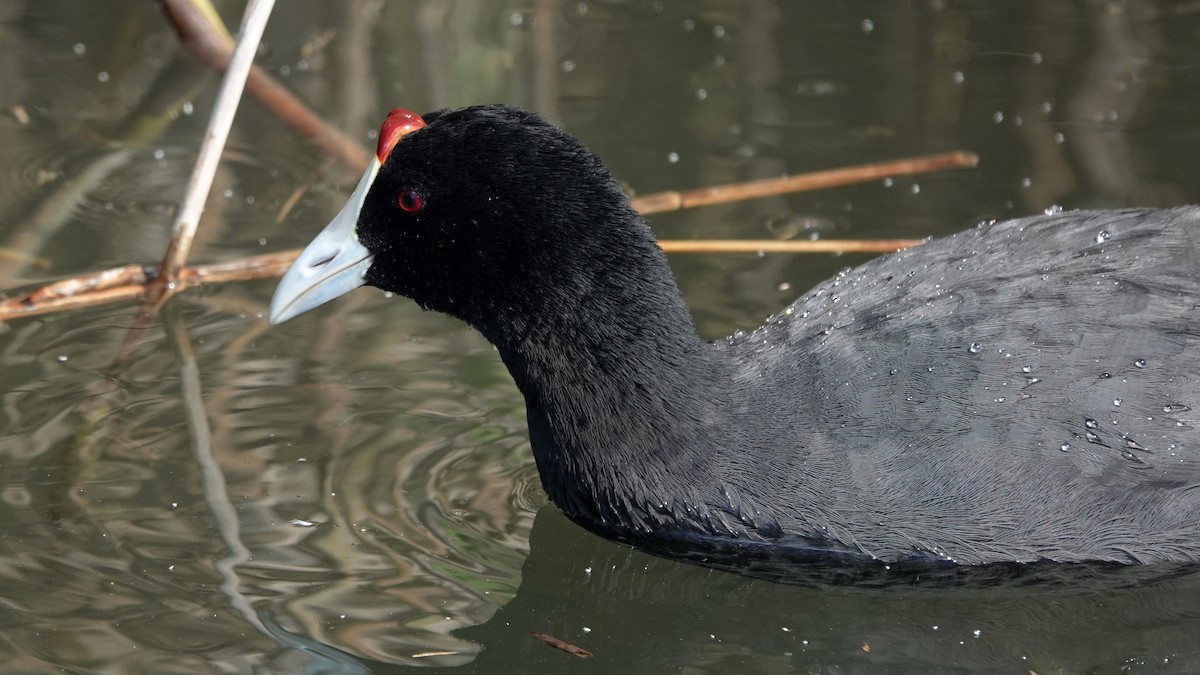 Red-knobbed Coot - ML619812498