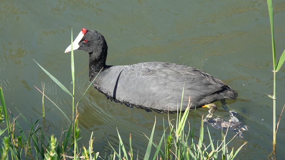 Red-knobbed Coot - ML619812499