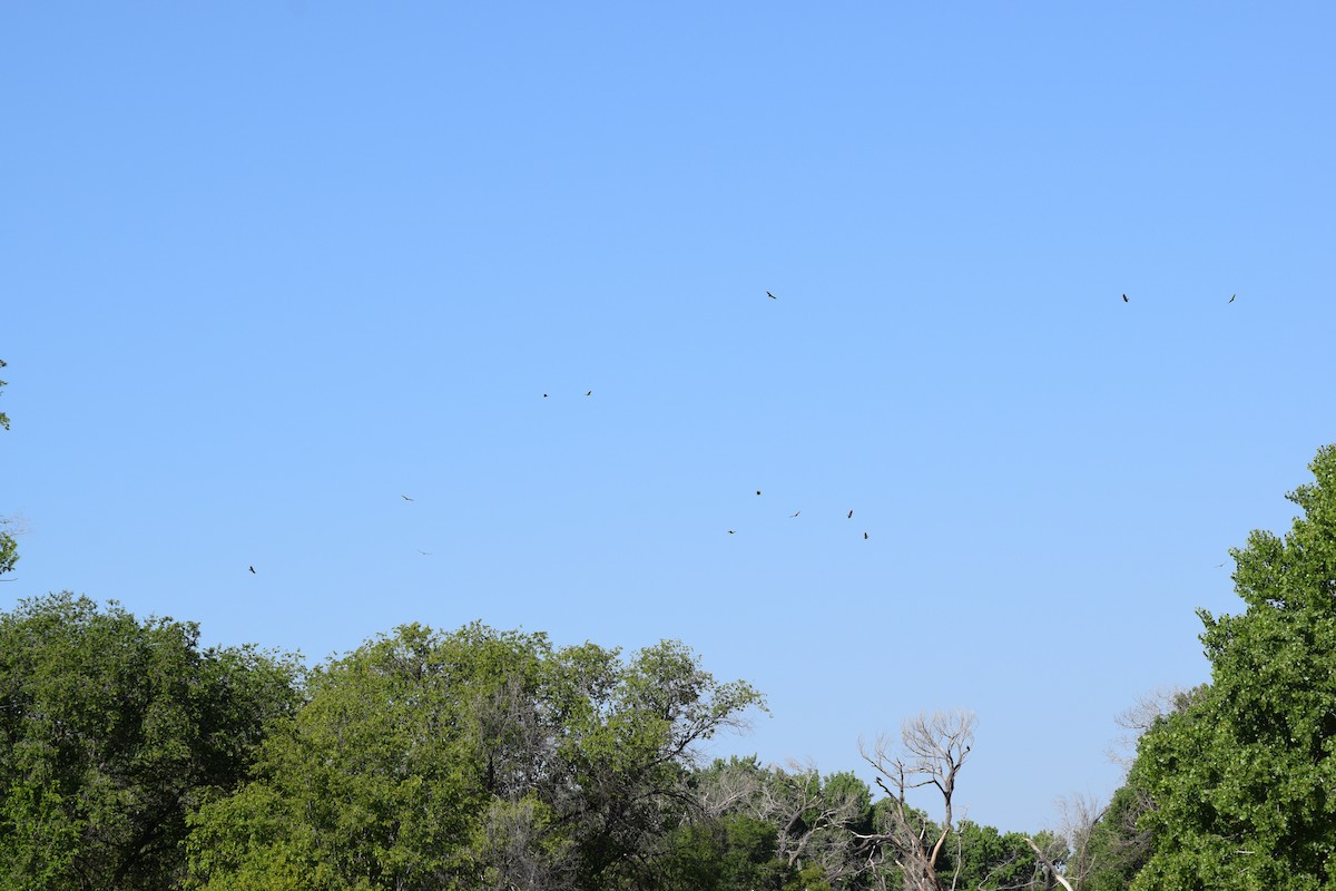 Turkey Vulture - ML619812500