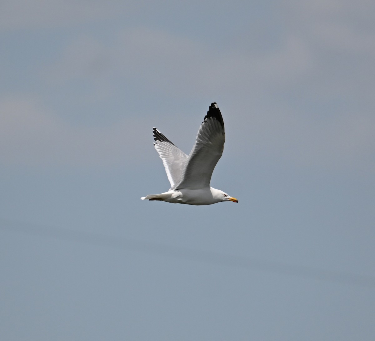 Yellow-legged Gull (michahellis) - ML619812503