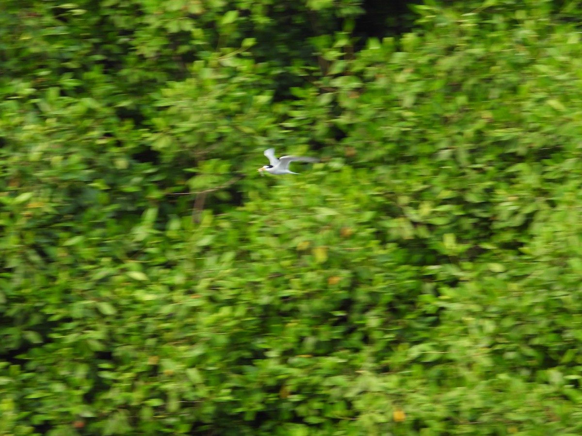 Least Tern - ML619812508