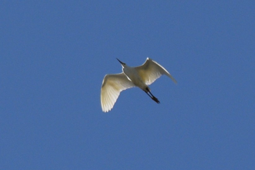 Snowy Egret - ML619812514