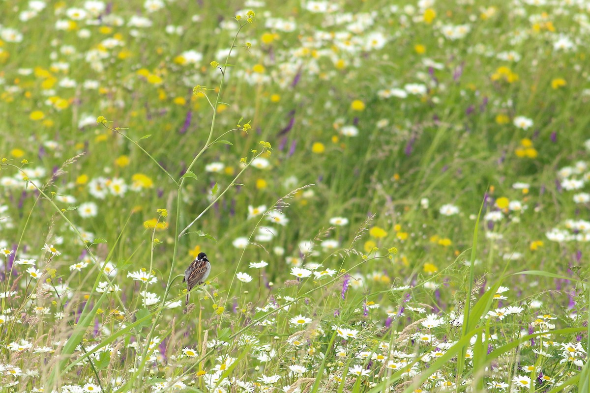 Reed Bunting - ML619812519