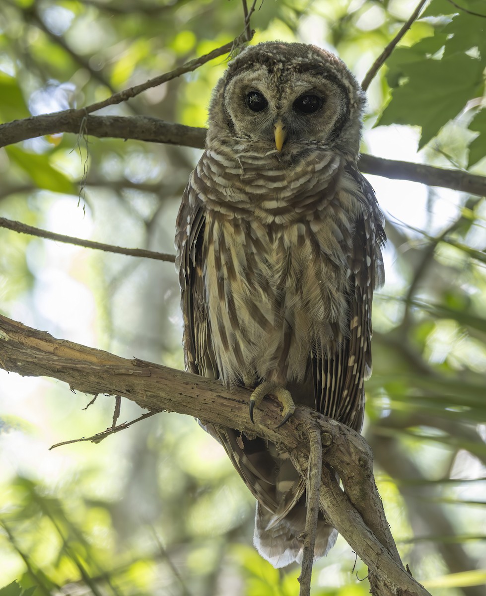 Barred Owl - ML619812523