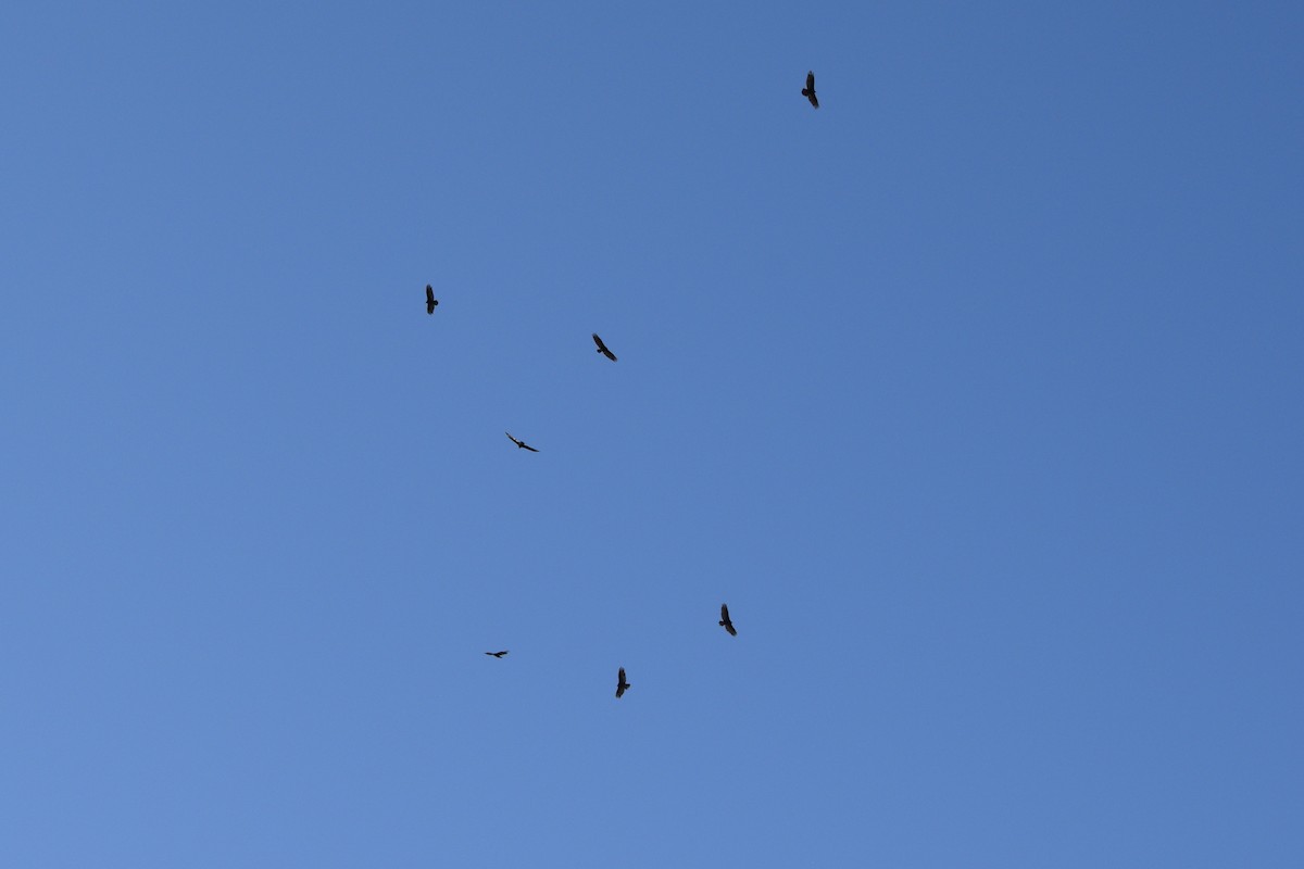 Turkey Vulture - ML619812531