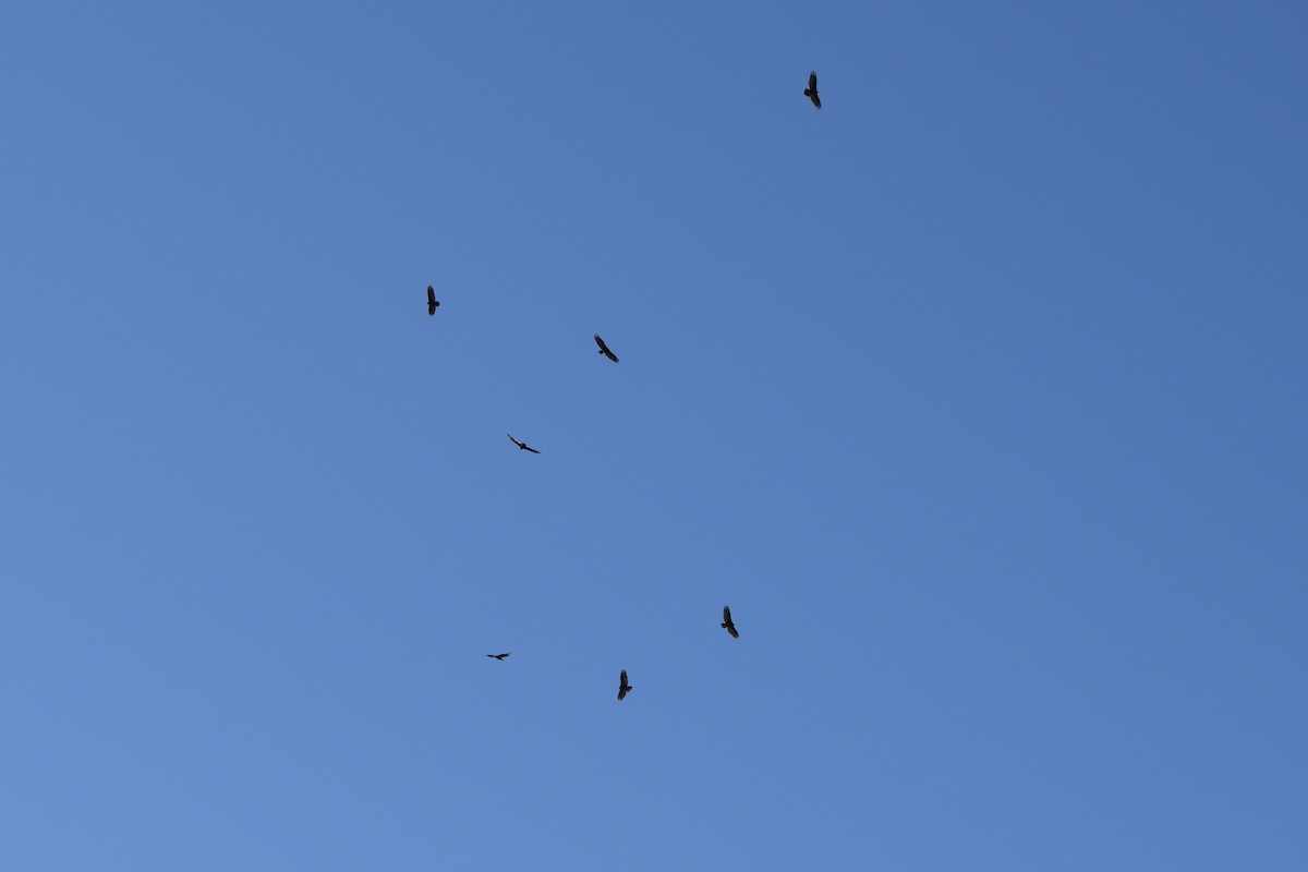 Turkey Vulture - ML619812531