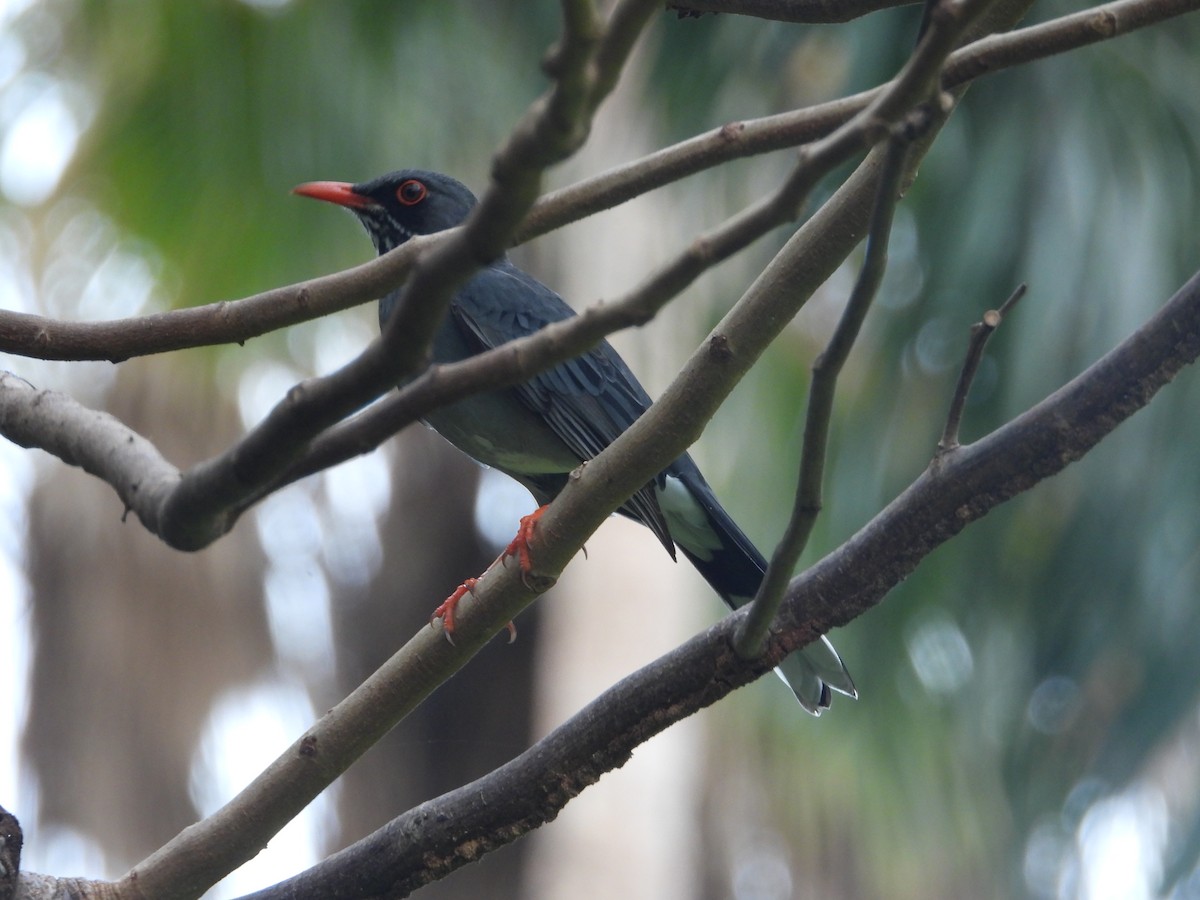 Red-legged Thrush - ML619812532